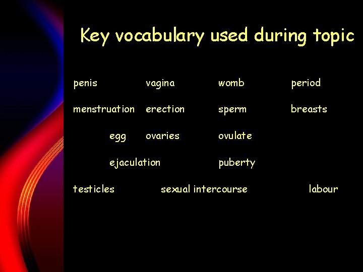 Key vocabulary used during topic penis vagina womb period menstruation erection sperm breasts ovaries
