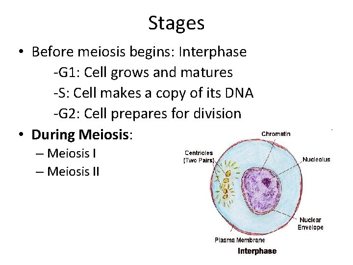 Stnd 3 a Objective CNotes Meiosis Cell Division