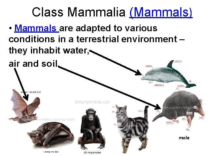 Class Mammalia (Mammals) • Mammals are adapted to various conditions in a terrestrial environment