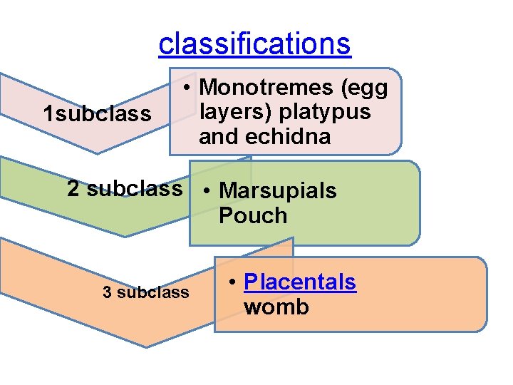 classifications 1 subclass • Monotremes (egg layers) platypus and echidna 2 subclass • Marsupials