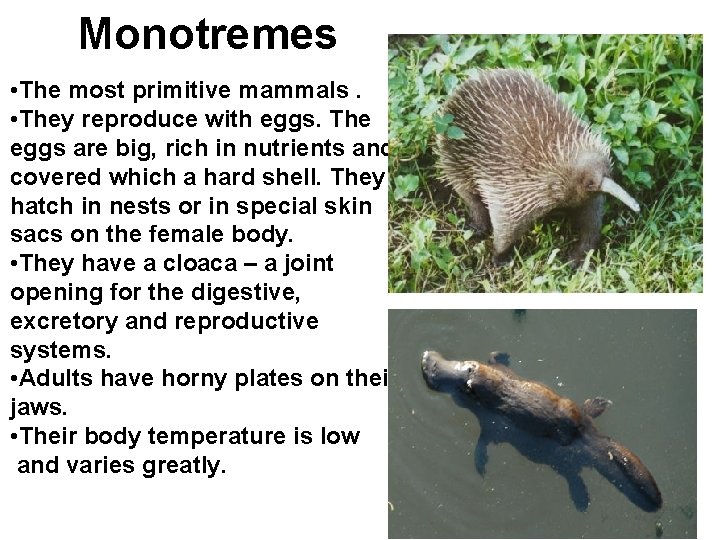 Monotremes • The most primitive mammals. • They reproduce with eggs. The eggs are