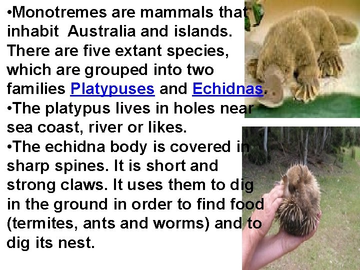  • Monotremes are mammals that inhabit Australia and islands. There are five extant