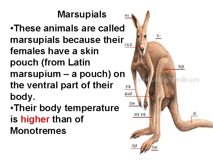 Marsupials • These animals are called marsupials because their females have a skin pouch