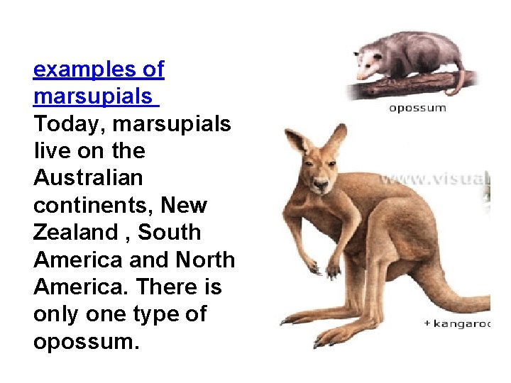 examples of marsupials Today, marsupials live on the Australian continents, New Zealand , South