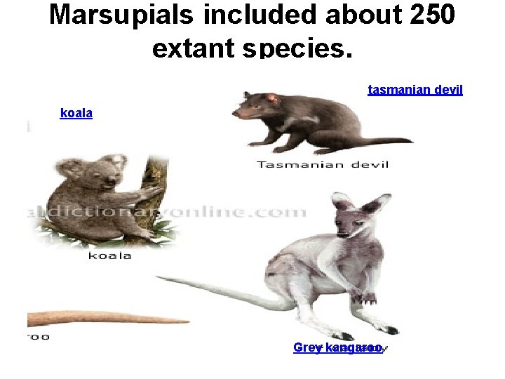 Marsupials included about 250 extant species. tasmanian devil koala Grey kangaroo 
