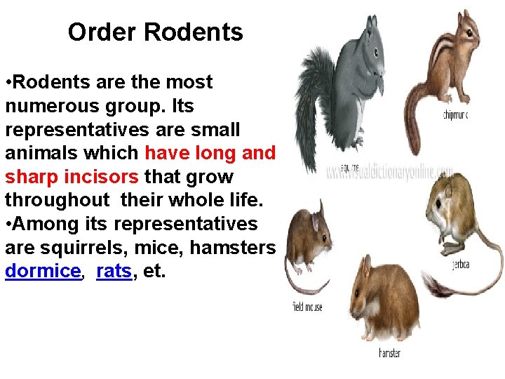 Order Rodents • Rodents are the most numerous group. Its representatives are small animals