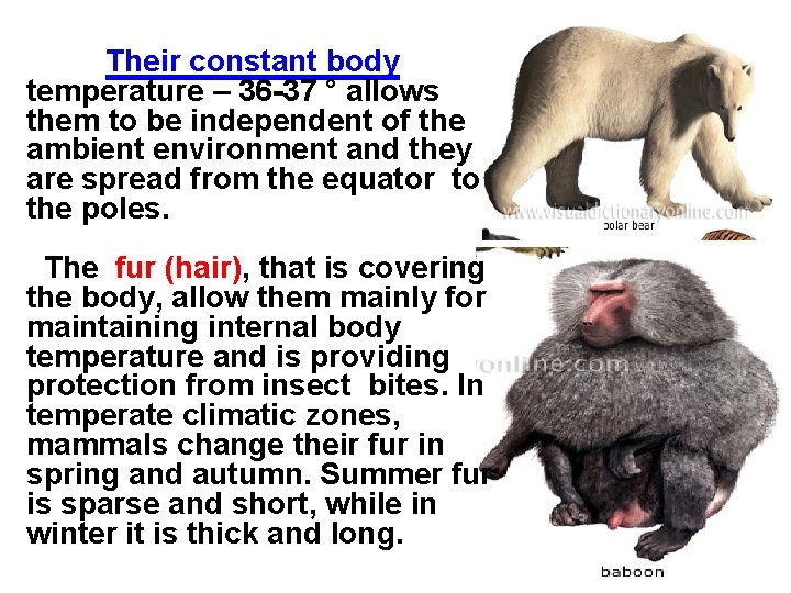 Their constant body temperature – 36 -37 ° allows them to be independent of