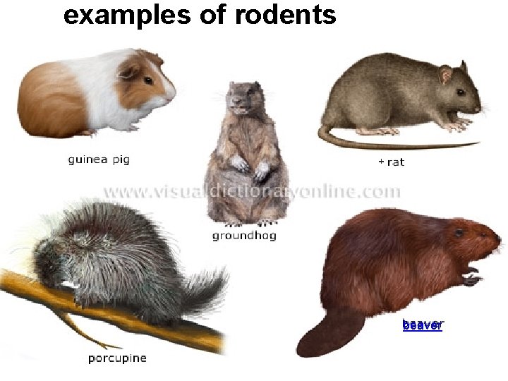 examples of rodents [1] beaver 