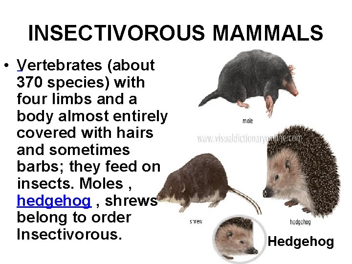 INSECTIVOROUS MAMMALS • Vertebrates (about 370 species) with four limbs and a body almost