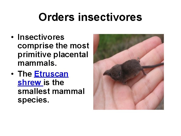 Orders insectivores • Insectivores comprise the most primitive placental mammals. • The Etruscan shrew