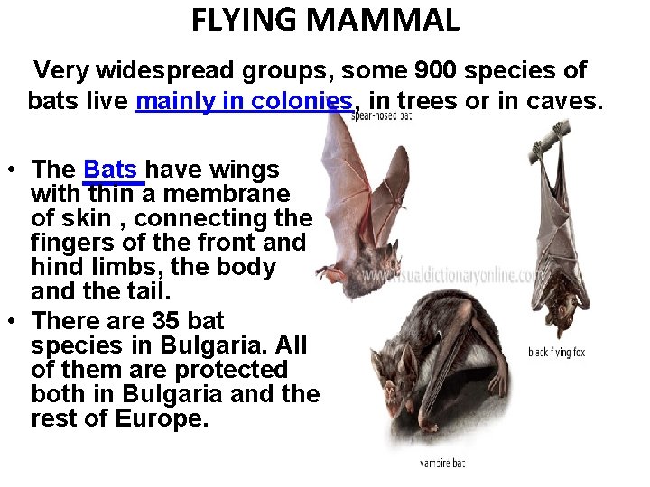 FLYING MAMMAL Very widespread groups, some 900 species of bats live mainly in colonies,