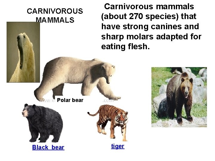 CARNIVOROUS MAMMALS Carnivorous mammals (about 270 species) that have strong canines and sharp molars