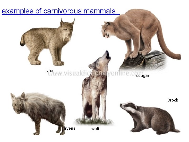 examples of carnivorous mammals Brock hyena 