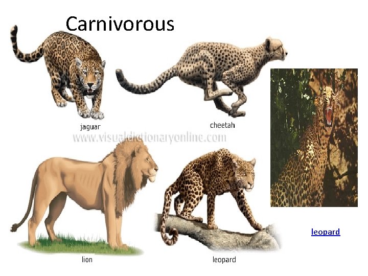Carnivorous leopard 