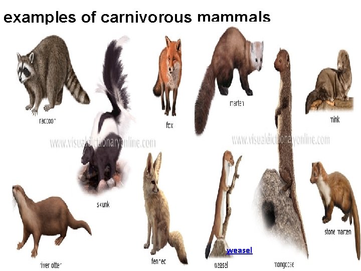 examples of carnivorous mammals weasel 