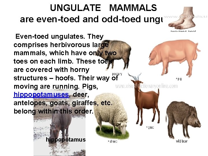 UNGULATE MAMMALS are even-toed and odd-toed ungulates Even-toed ungulates. They comprises herbivorous large mammals,