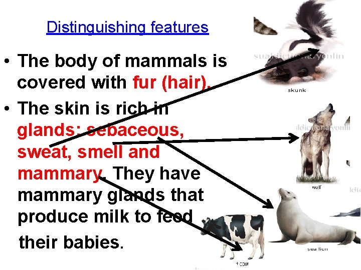 Distinguishing features • The body of mammals is covered with fur (hair). • The
