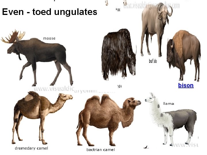 . Even - toed ungulates bison 