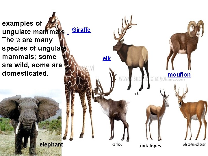 examples of ungulate mammals Giraffe There are many species of ungulate mammals; some are