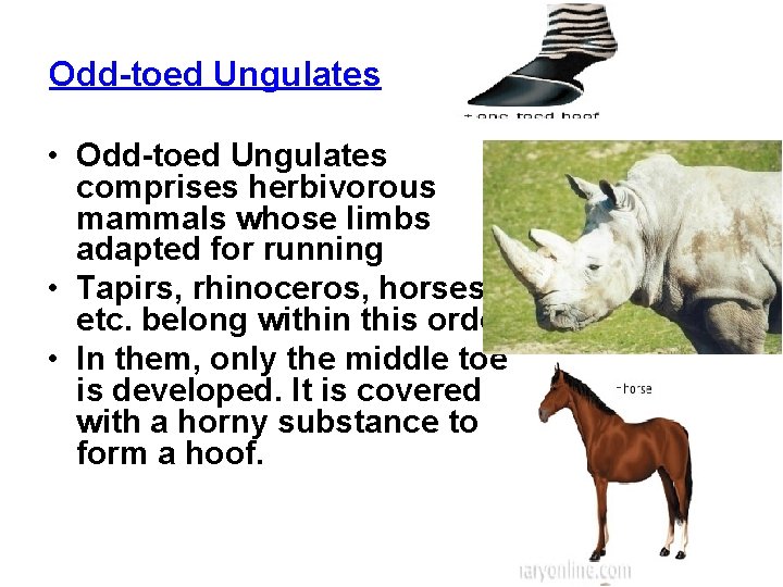 Odd-toed Ungulates • Odd-toed Ungulates comprises herbivorous mammals whose limbs adapted for running •