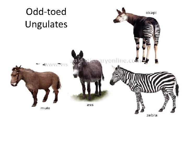 Odd-toed Ungulates 