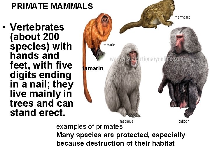 PRIMATE MAMMALS • Vertebrates (about 200 species) with hands and feet, with five digits