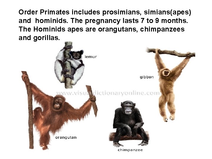 Order Primates includes prosimians, simians(apes) and hominids. The pregnancy lasts 7 to 9 months.