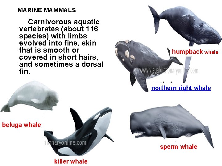 MARINE MAMMALS Carnivorous aquatic vertebrates (about 116 species) with limbs evolved into fins, skin