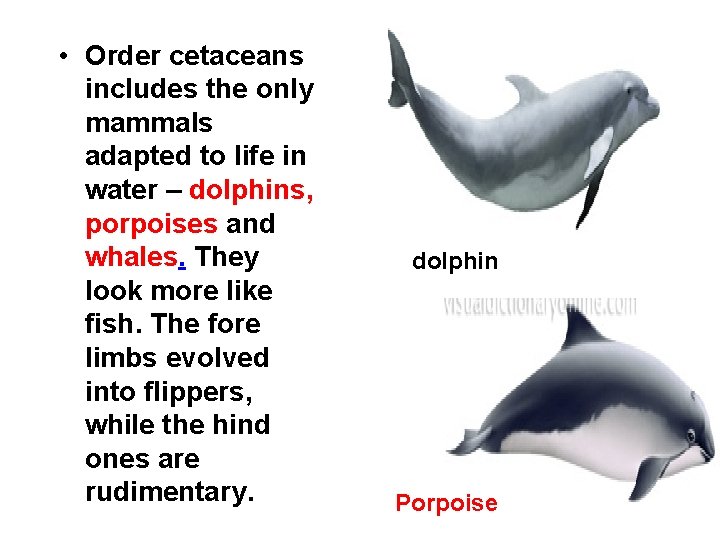  • Order cetaceans includes the only mammals adapted to life in water –