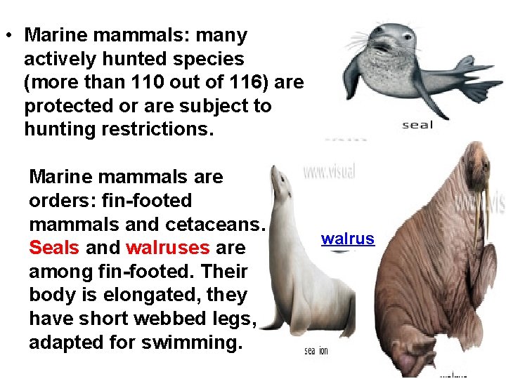  • Marine mammals: many actively hunted species (more than 110 out of 116)