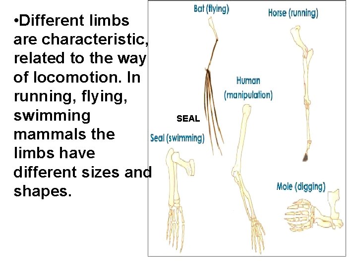  • Different limbs are characteristic, related to the way of locomotion. In running,