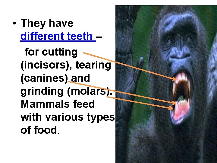  • They have different teeth – for cutting (incisors), tearing (canines) and grinding