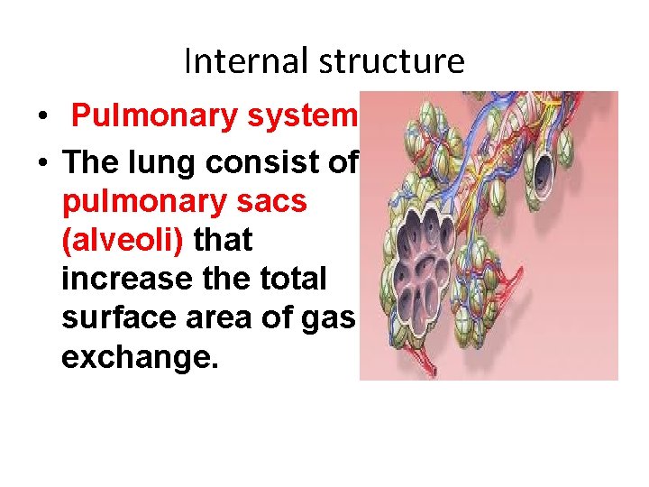 Internal structure • Pulmonary system • The lung consist of pulmonary sacs (alveoli) that