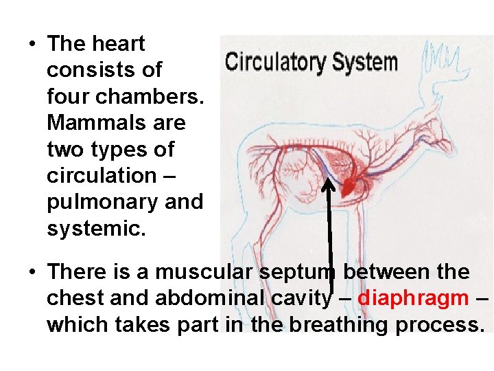  • The heart consists of four chambers. Mammals are two types of circulation
