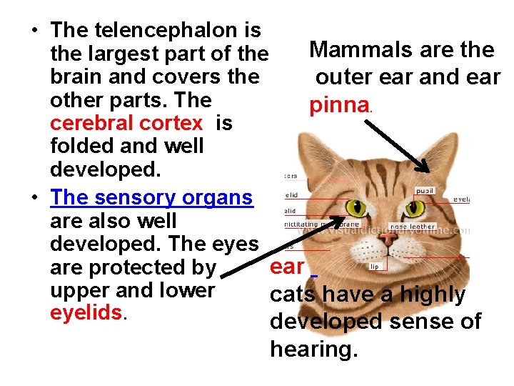  • The telencephalon is Mammals are the largest part of the brain and