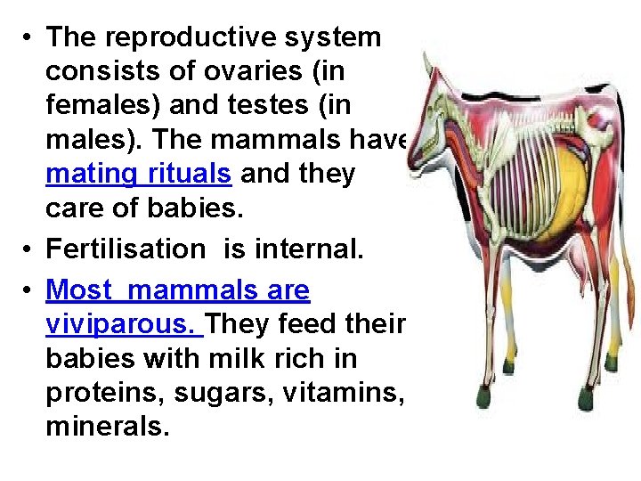  • The reproductive system consists of ovaries (in females) and testes (in males).