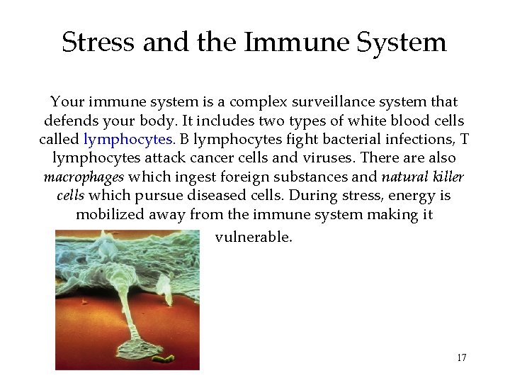 Stress and the Immune System Your immune system is a complex surveillance system that