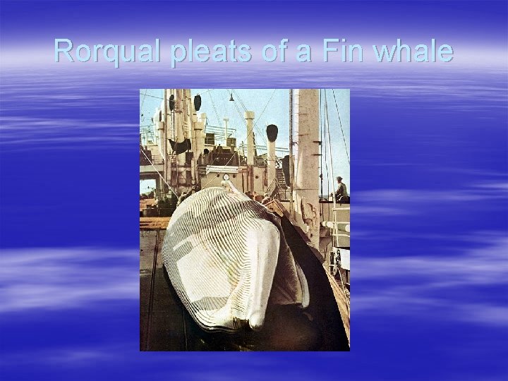 Rorqual pleats of a Fin whale 