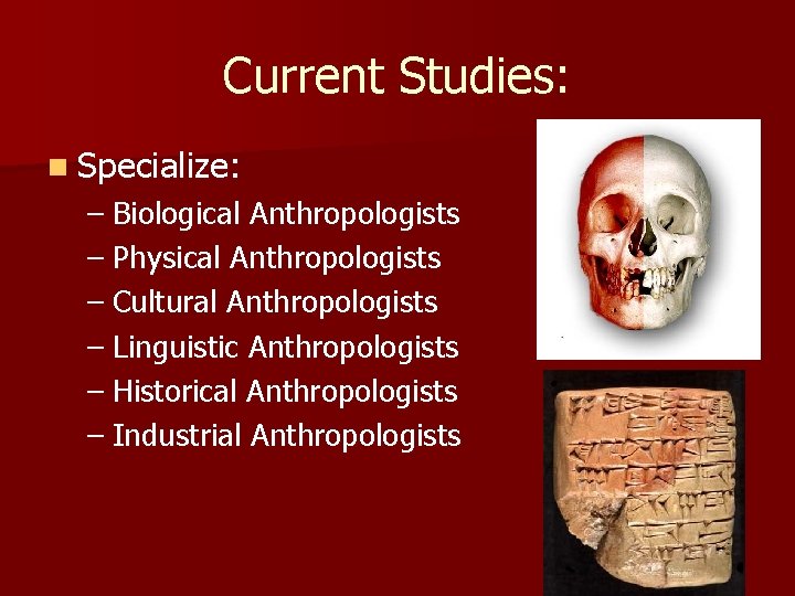 Current Studies: n Specialize: – Biological Anthropologists – Physical Anthropologists – Cultural Anthropologists – Current Studies: n Specialize: – Biological Anthropologists – Physical Anthropologists – Cultural Anthropologists –
