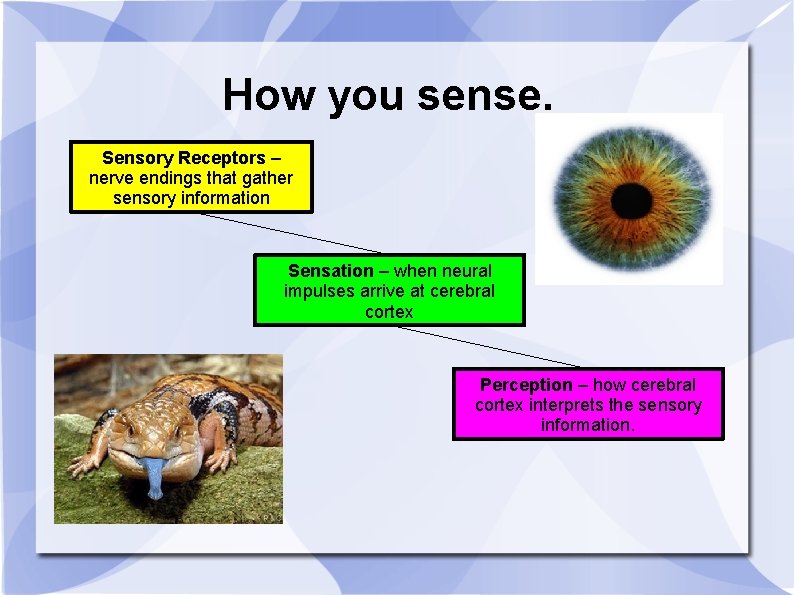How you sense. Sensory Receptors – nerve endings that gather sensory information Sensation –