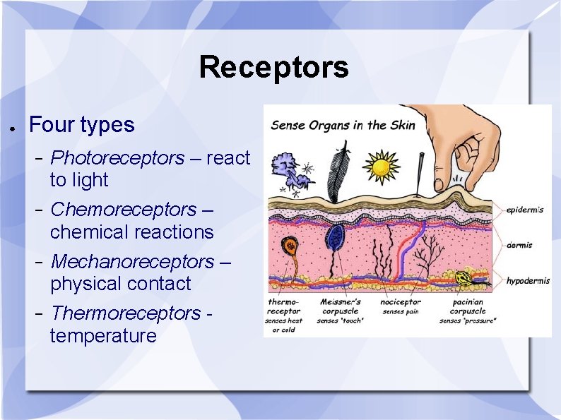 Receptors ● Four types − Photoreceptors – react to light − Chemoreceptors – chemical
