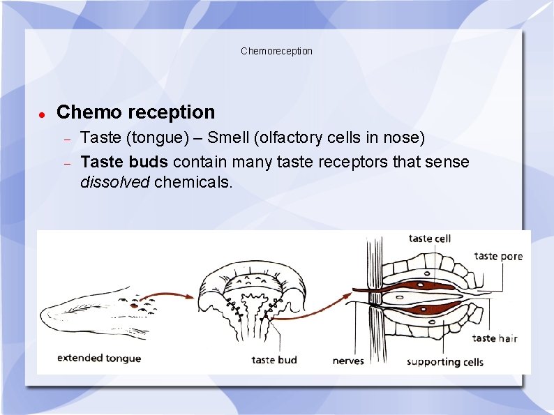 Chemoreception Chemo reception Taste (tongue) – Smell (olfactory cells in nose) Taste buds contain