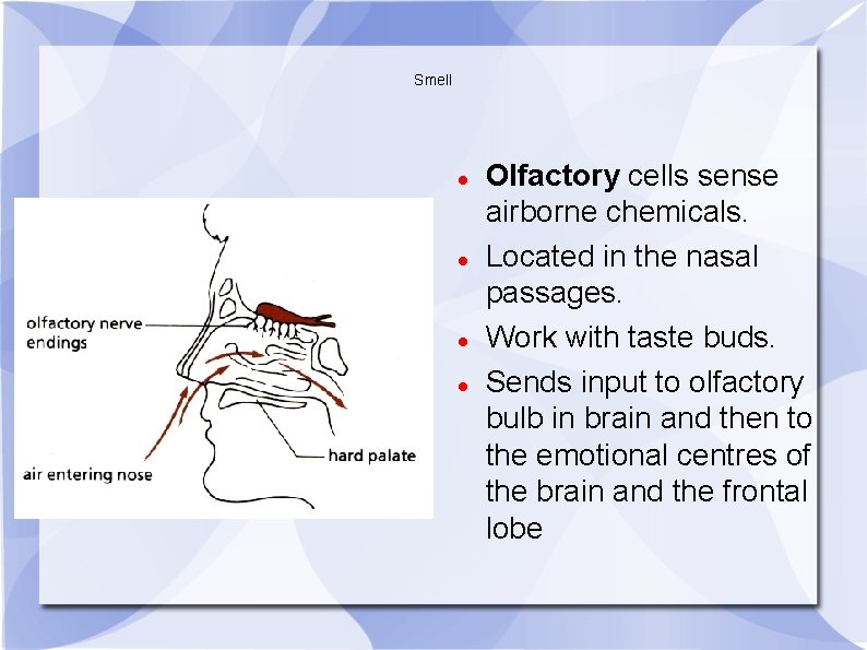Smell Olfactory cells sense airborne chemicals. Located in the nasal passages. Work with taste