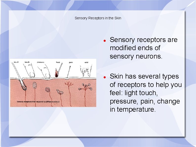 Sensory Receptors in the Skin Sensory receptors are modified ends of sensory neurons. Skin