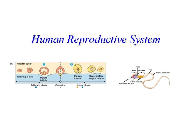 Human Reproductive System 