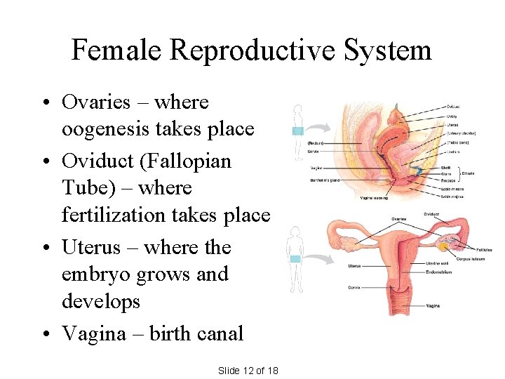 Female Reproductive System • Ovaries – where oogenesis takes place • Oviduct (Fallopian Tube)