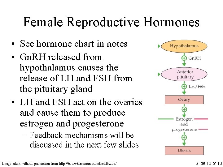 Female Reproductive Hormones • See hormone chart in notes • Gn. RH released from