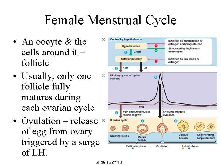 Female Menstrual Cycle • An oocyte & the cells around it = follicle •