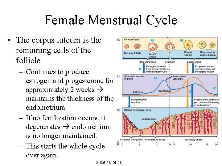 Female Menstrual Cycle • The corpus luteum is the remaining cells of the follicle