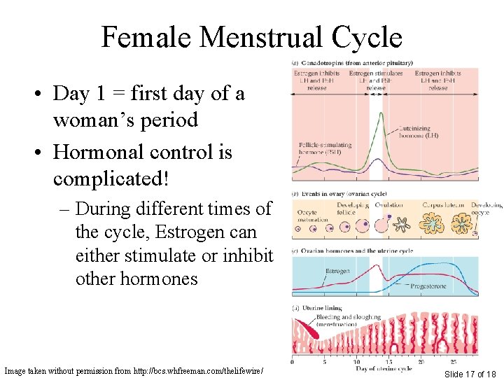 Female Menstrual Cycle • Day 1 = first day of a woman’s period •